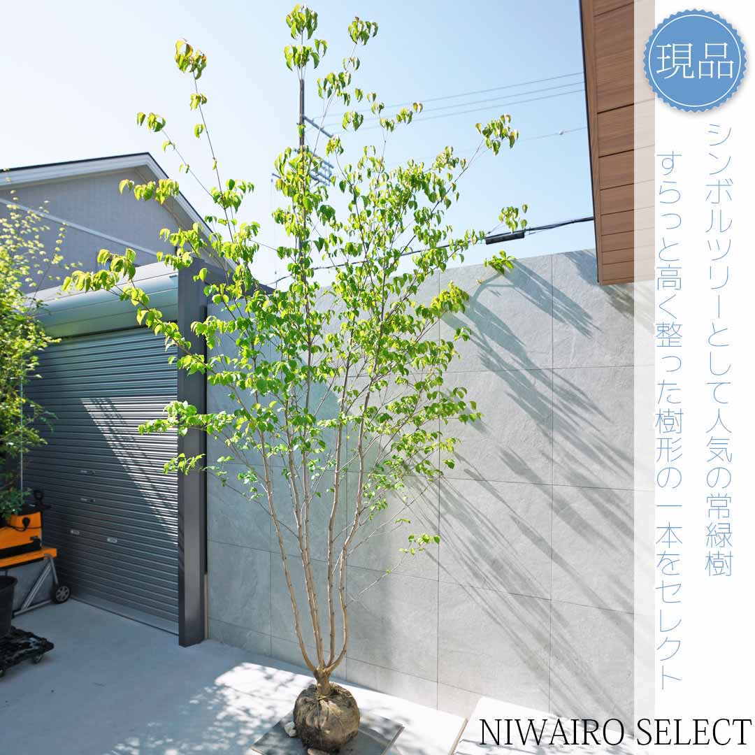 楽天市場】【現品】【ヤマボウシ】山法師 本株立ち 自然風樹形 樹高H