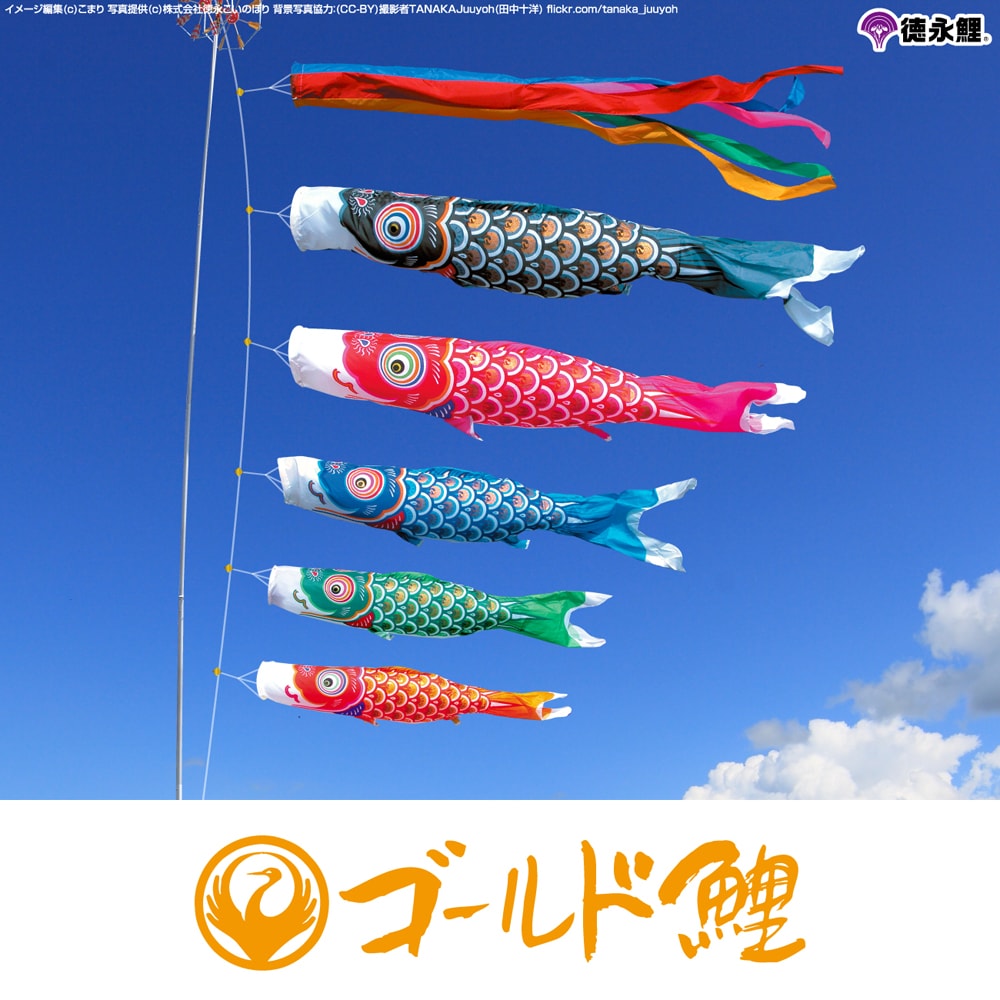 徳永こいのぼり ゴールド鯉 | 鯉のぼりの事なら節句専門店prefer