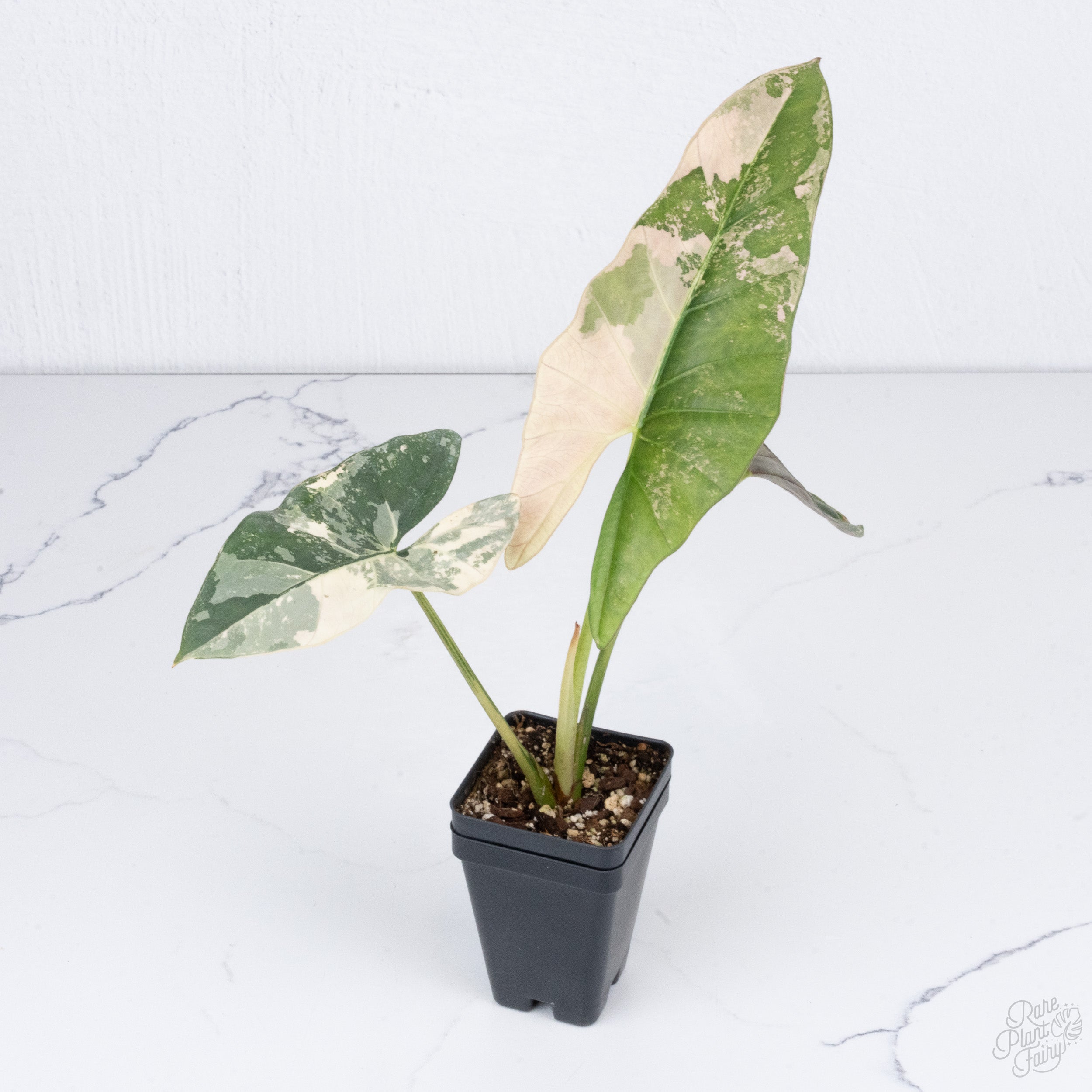 Hoya Carnosa 'Madara' (aka 'Snow Angel') (wk2-B) – Rare Plant Fairy