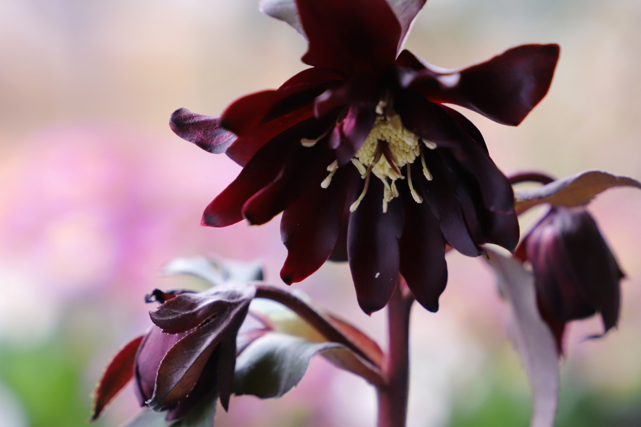 ガーデンショップのクリスマスローズ | Happy new year | ローザン