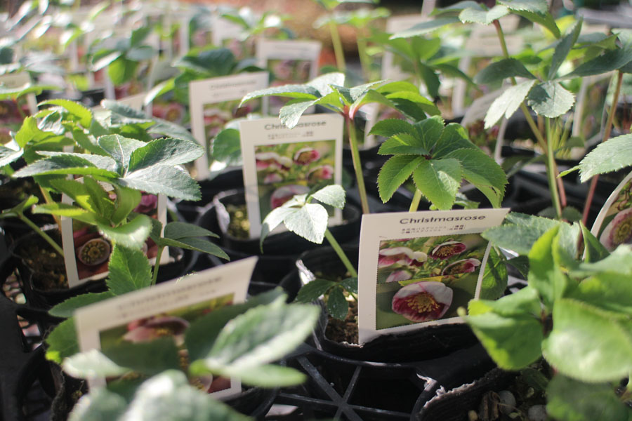 クリスマスローズ2026 販売スケジュールのご案内 | News | ローザン