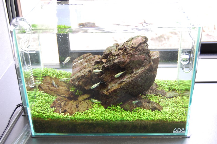WaterPlantsWorld