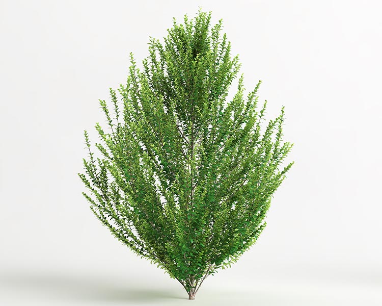 Steeds Upright Japanese Holly | Wagon Wheel Inc.