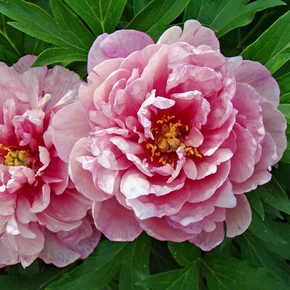Itoh Peony 'Pink Double Dandy' | White Flower Farm