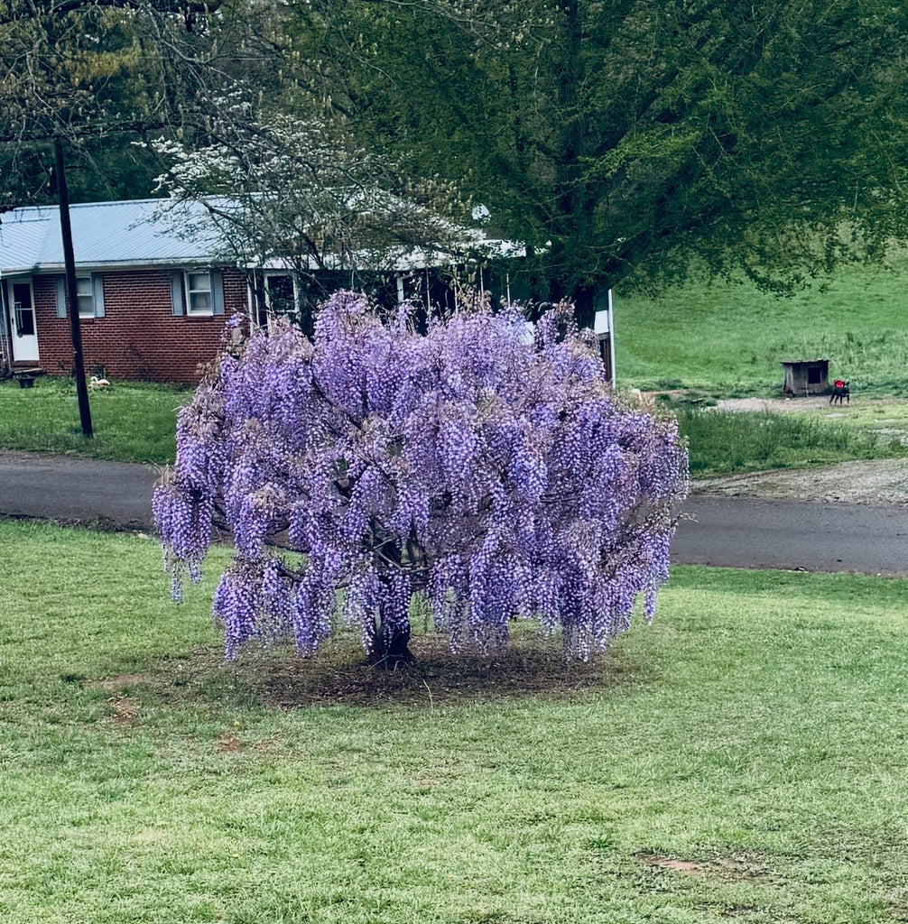 Wisteria Trees for Sale $29.99 | Buy 1 Get 1 Free – TN Nursery