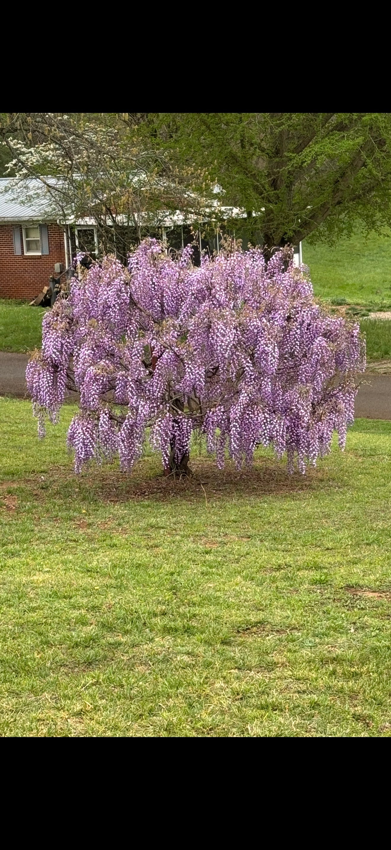 Wisteria Trees for Sale $29.99 | Buy 1 Get 1 Free – TN Nursery