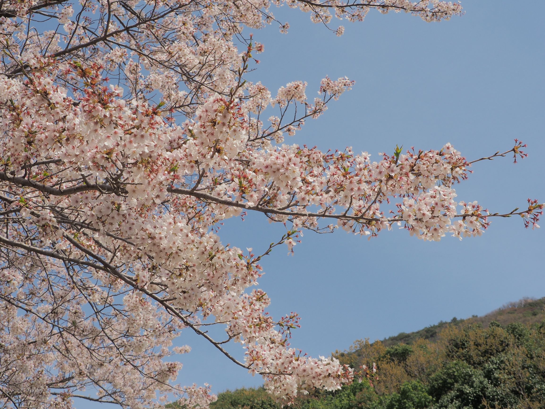 オレンジロードの桜（2025年） - 周防大島町公式ホームページ