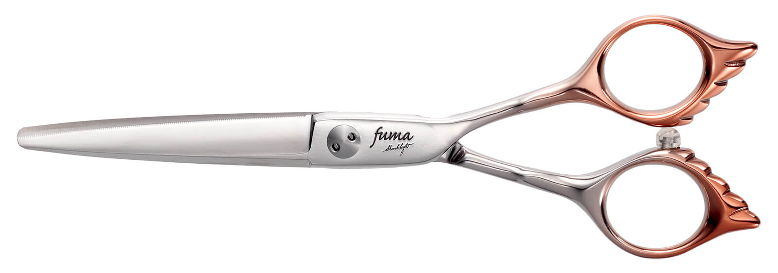 シャークライト - TOGINON