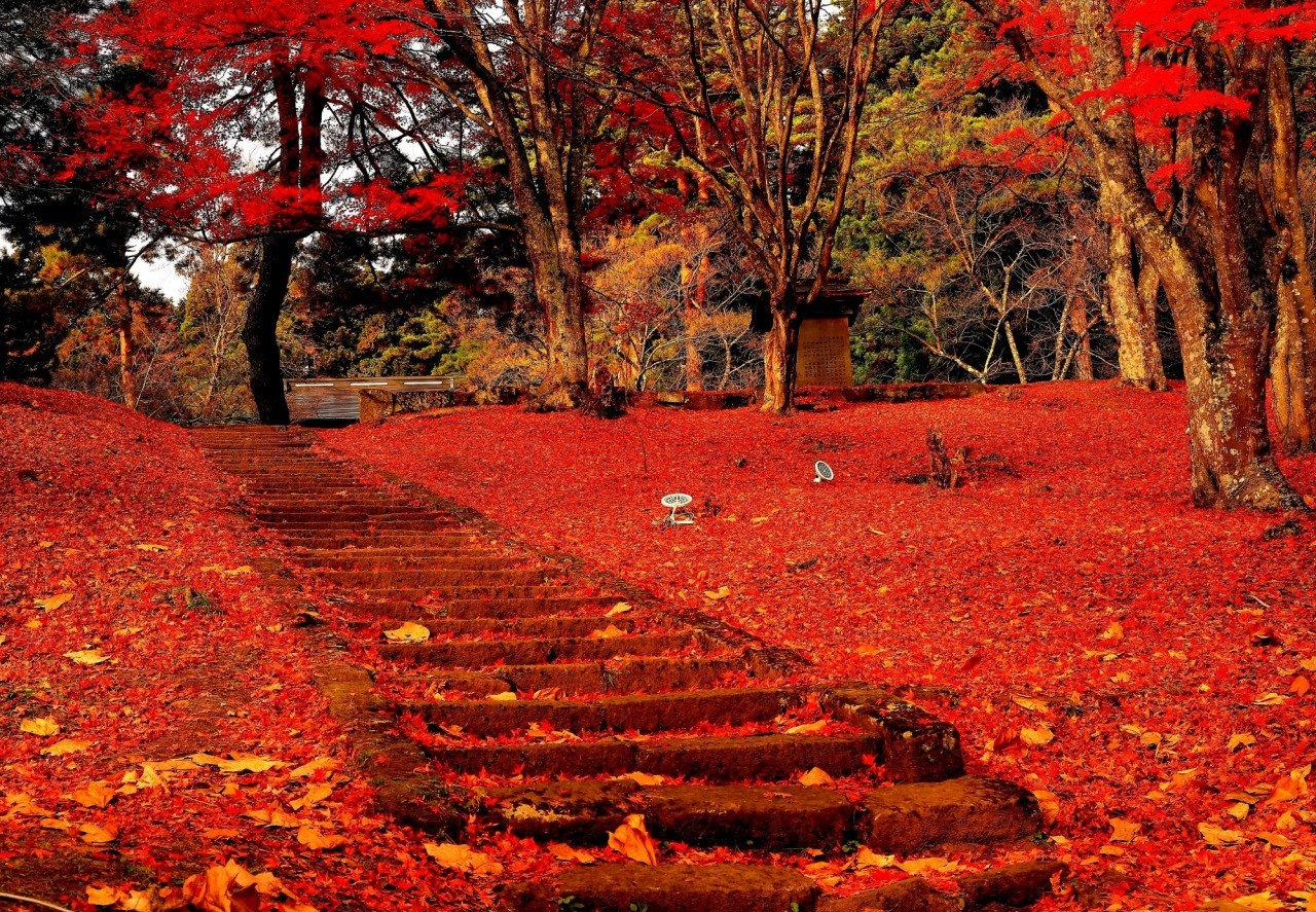 土津神社紅葉ライトアップ｜東北の観光スポットを探す | 旅東北 - 東北