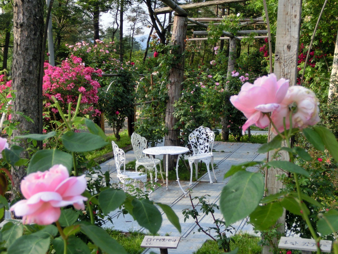 蔵王酪農センター バラ園｜東北の観光スポットを探す | 旅東北 - 東北