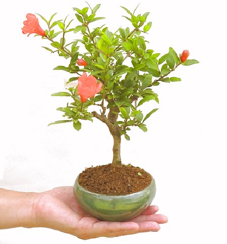 ザクロ。ザクロの盆栽、ミニ盆栽 5073