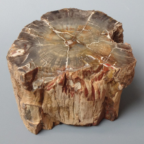 珪化木（Araucaria）｜化石販売・鉱物販売の東京サイエンス