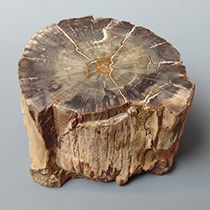 珪化木（Araucaria）｜化石販売・鉱物販売の東京サイエンス