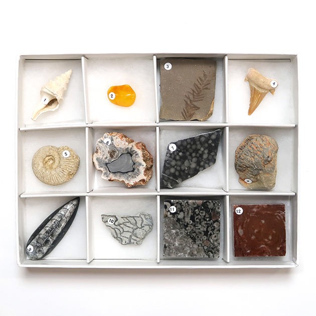 化石標本セット（12・30種）｜化石販売・鉱物販売の東京サイエンス