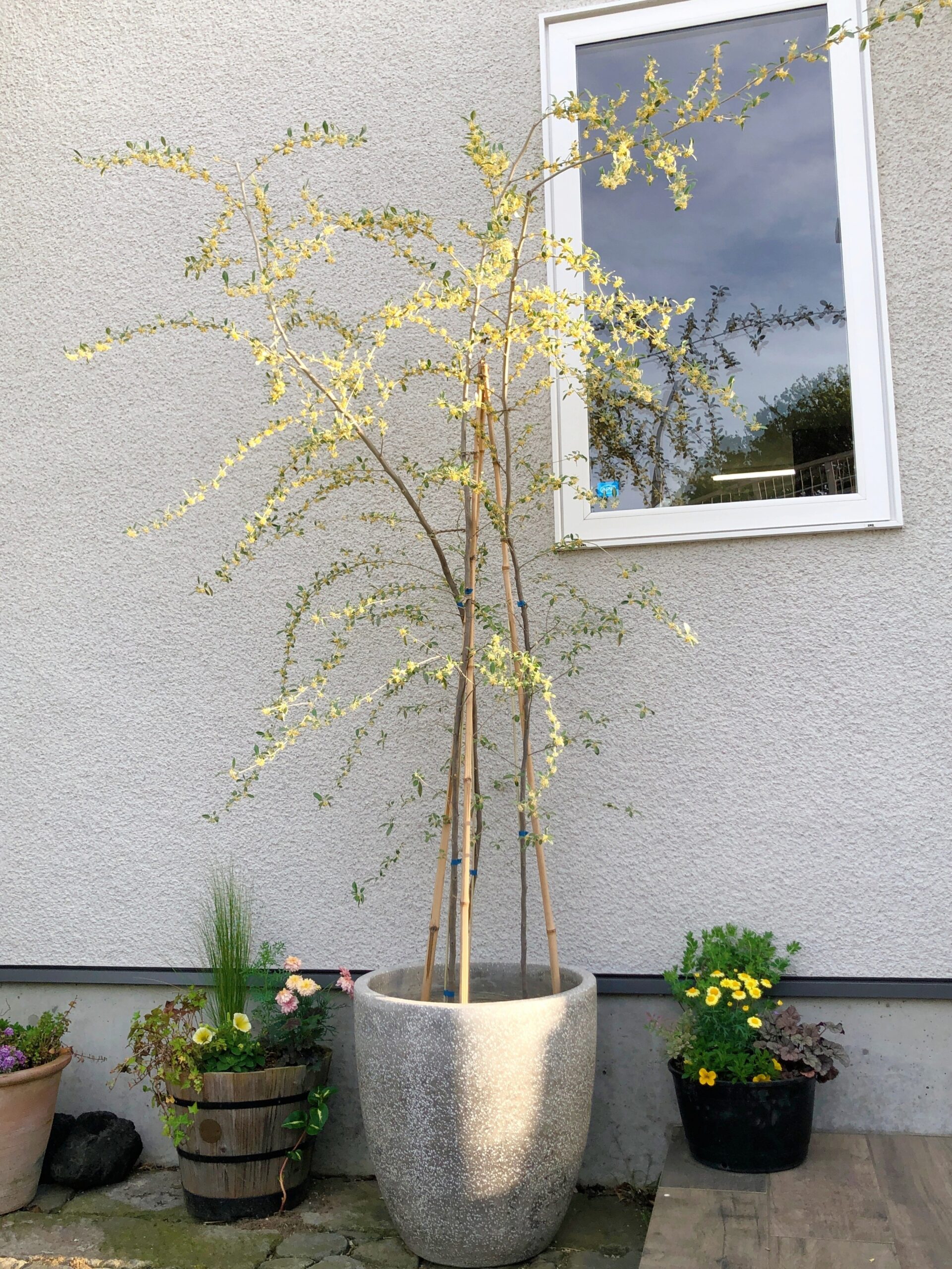 トレドの入り口のロシアンオリーブの花が咲きました。 | エクステリア