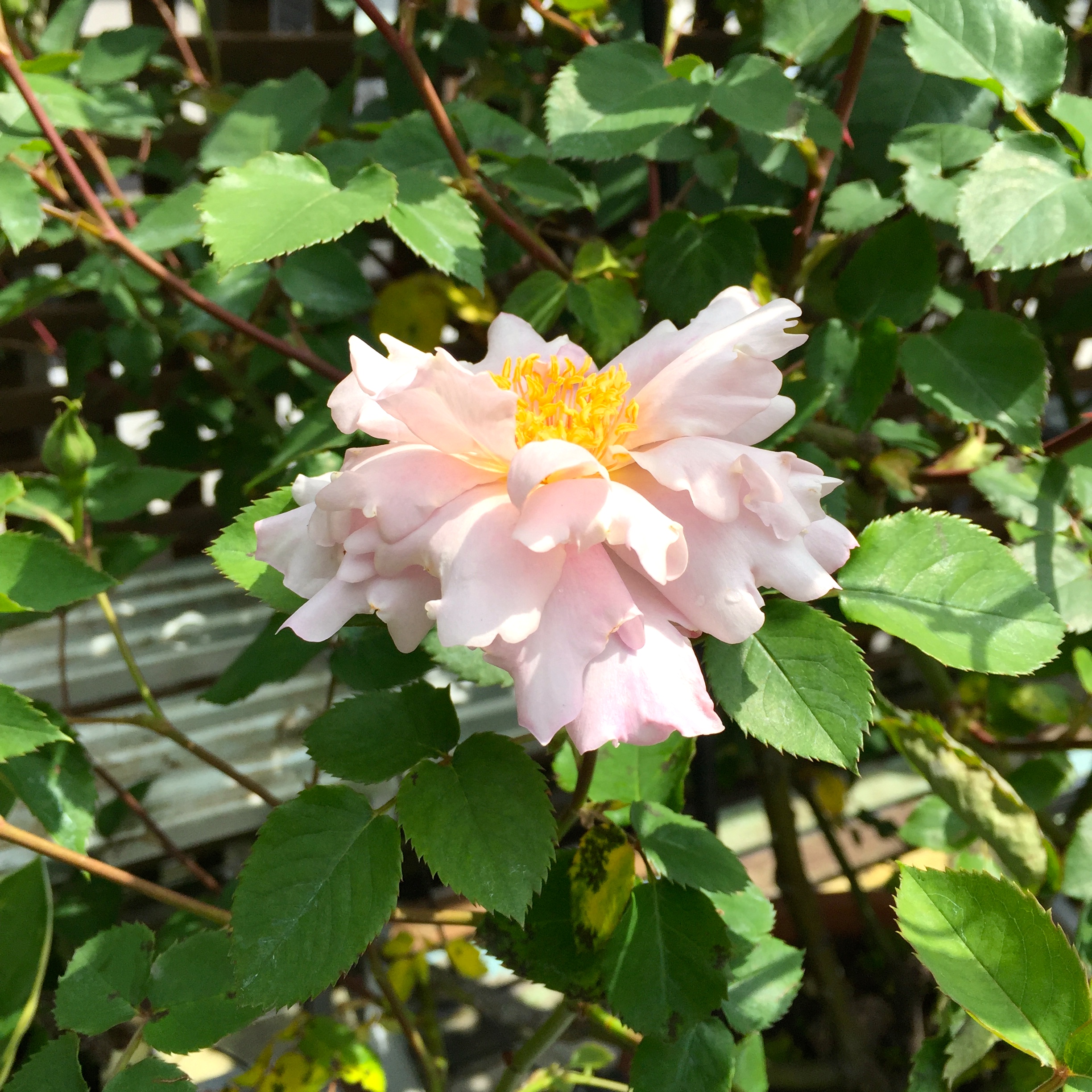 クチュールローズ・チリア | NEWS＆BLOG｜田川啓二 オフィシャルブログ