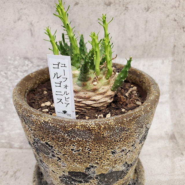 ユーフォルビア・ゴルゴニス【現品】｜有限会社 タケダ花店