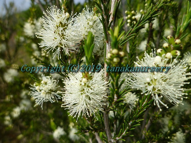 メラレウカ ラベンダーティーツリー｜メラレウカの生産販売 タナカ園芸