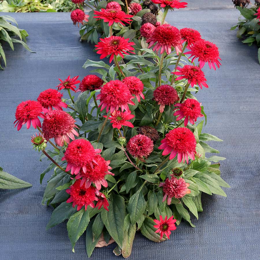 Echinacea SUNNY DAYS™ 'Ruby' | TERRA NOVA® Nurseries, Inc.