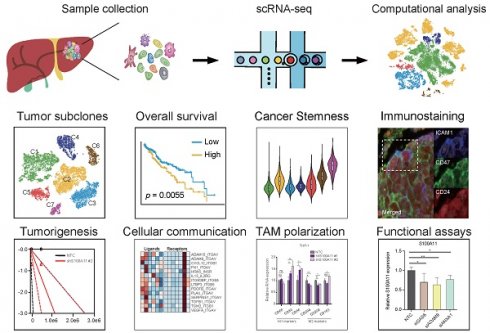 Reciprocal interactions between malignant cells and macrophages