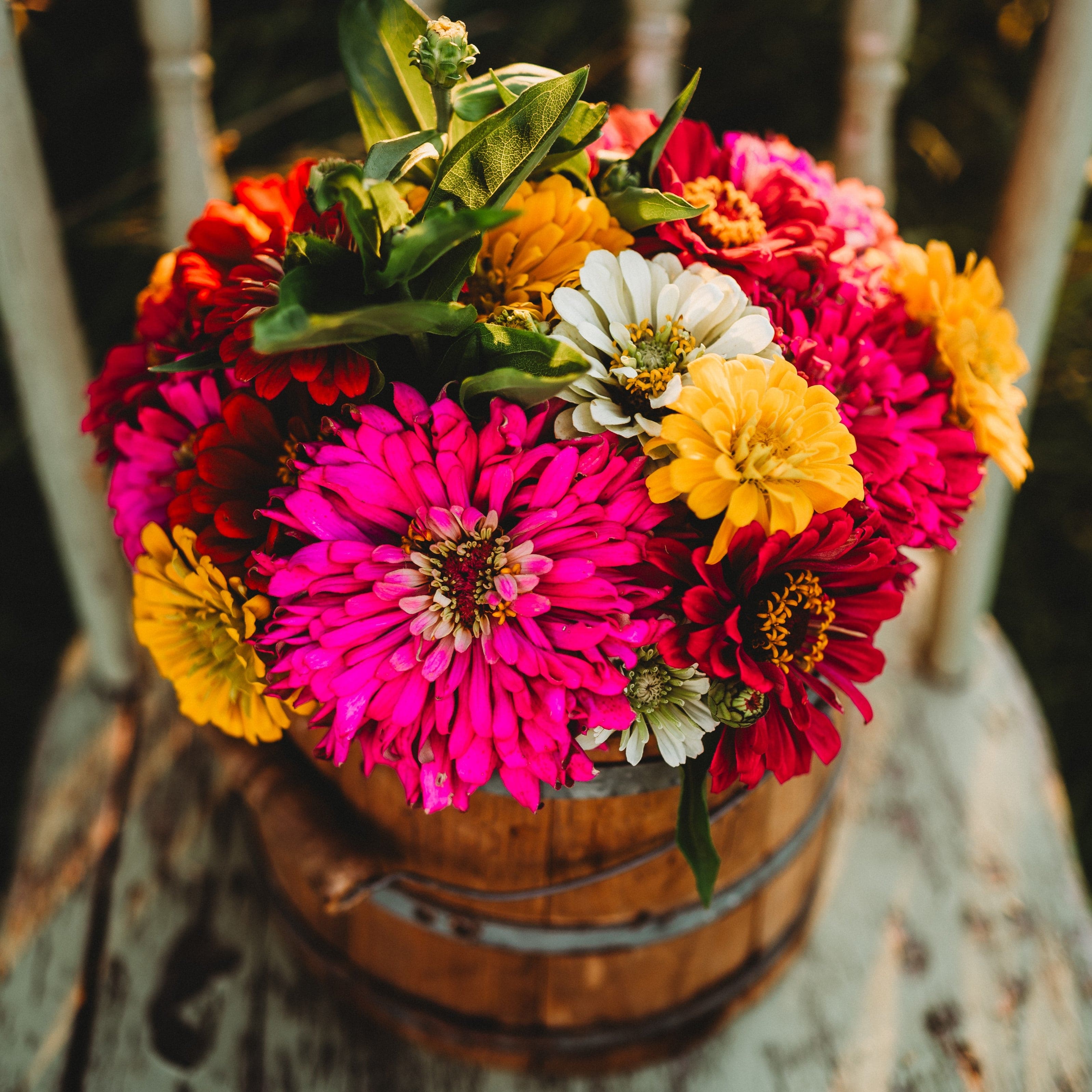 california-giants-zinnia-mix-