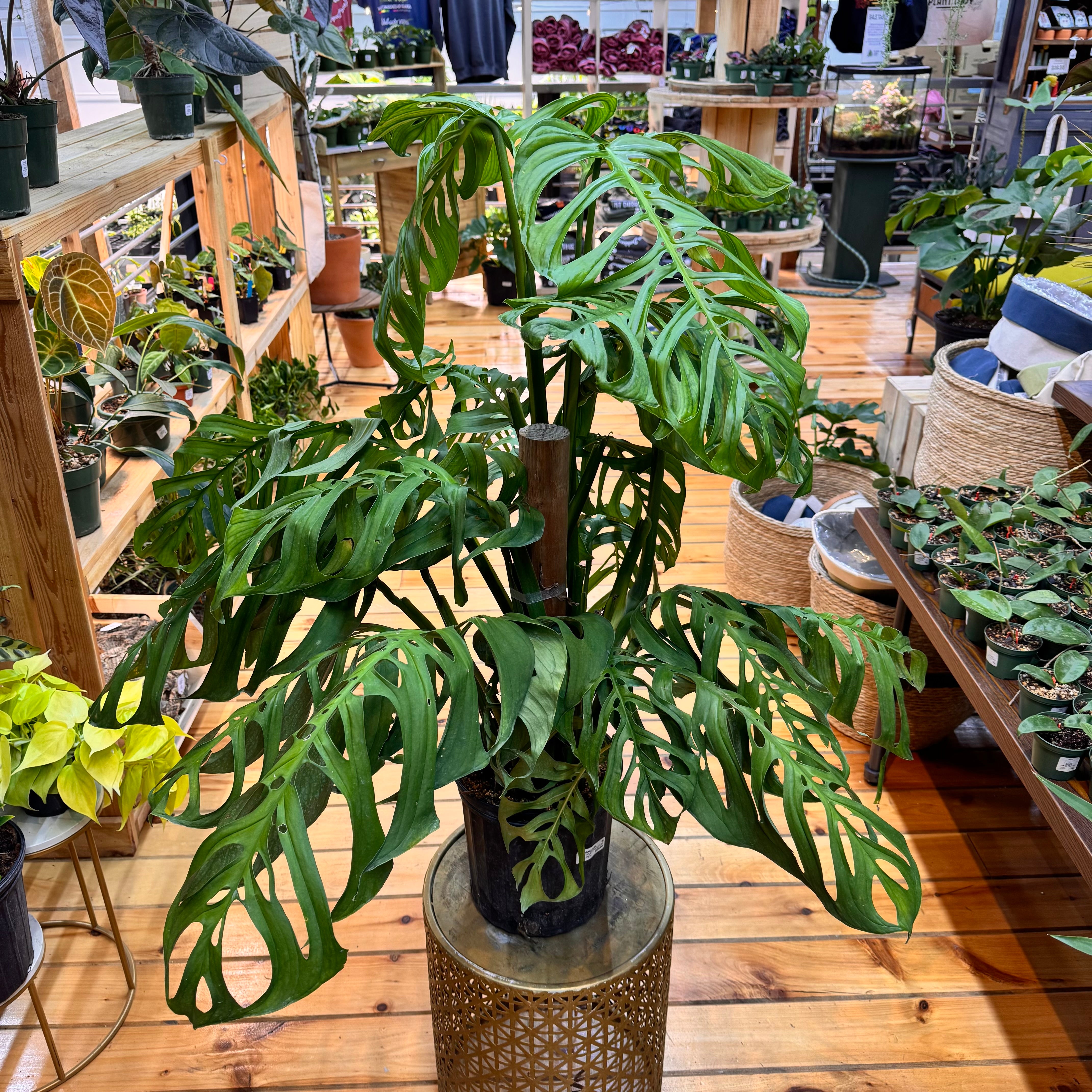 モンステラ・ポトス Monstera Deliciousa Skeleton(Variegated