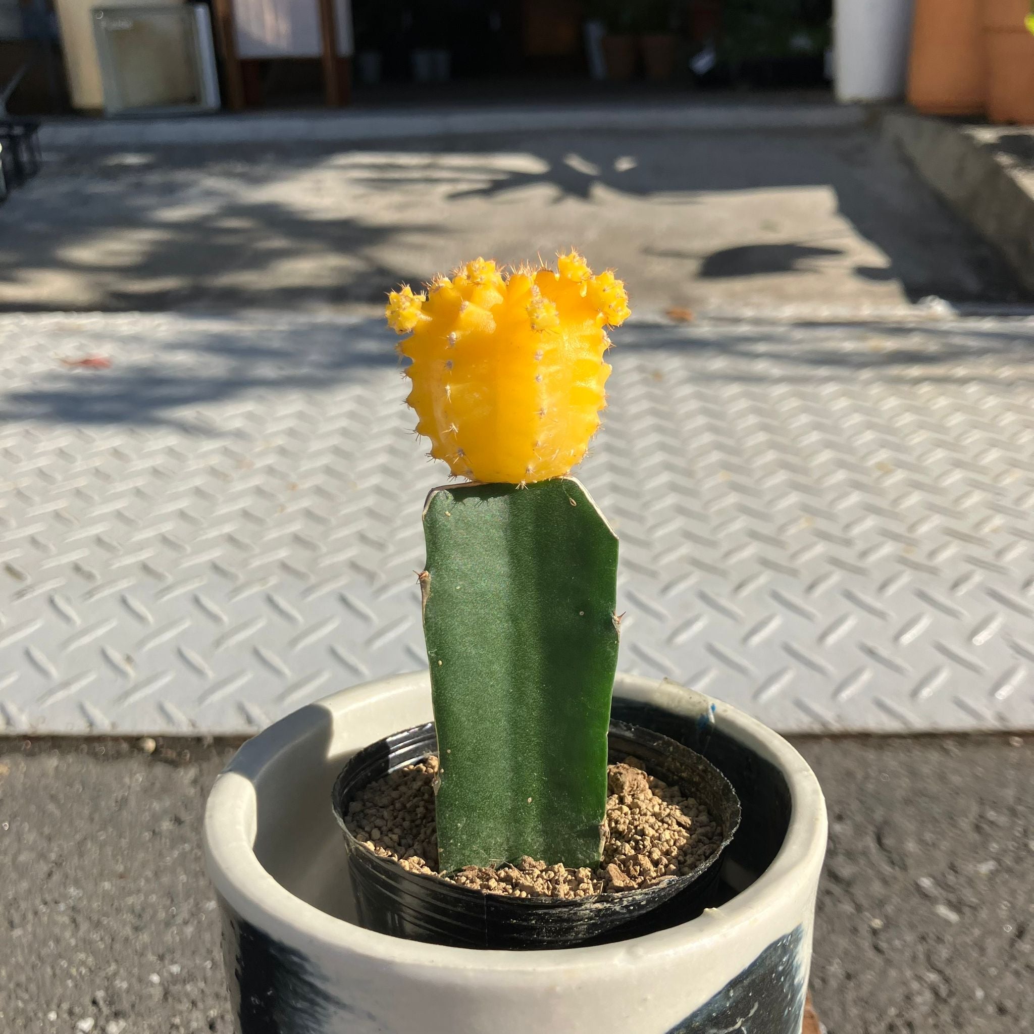 サボテン 緋牡丹 I インドアプランツ I プラントソサエティトーキョー