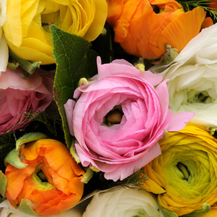 Ranunculus Collection | Tulip World | 37128