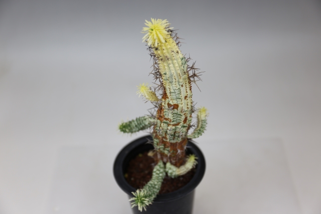 群星冠錦 A0436☆ユーフォルビア 多肉植物☆浦部陽向園