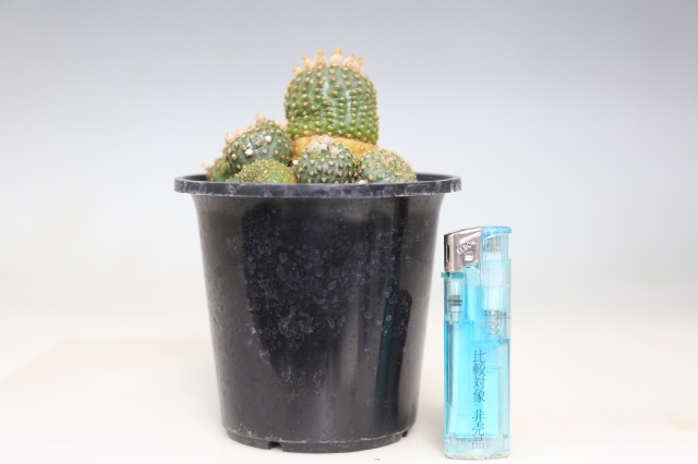 豹の子 実生 A0797☆フライレア サボテン☆浦部陽向園