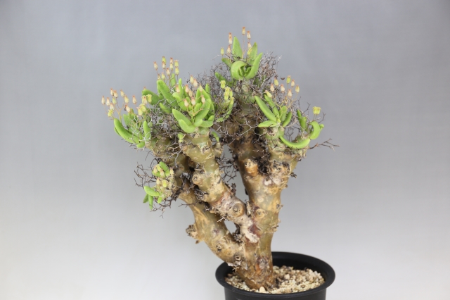 万物想 A0801☆チレコドン レティキュラーツス 多肉植物☆「送料無料