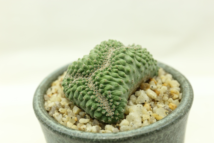 菊水綴化 実生 A2983☆ストロンボカクタス サボテン☆「送料無料」浦部