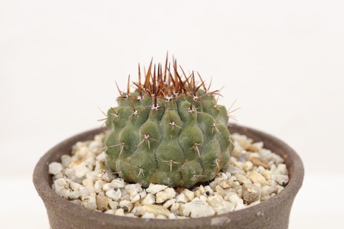 孤竜丸 実生 A3121☆コピアポア コルムナアルバ サボテン☆「送料無料