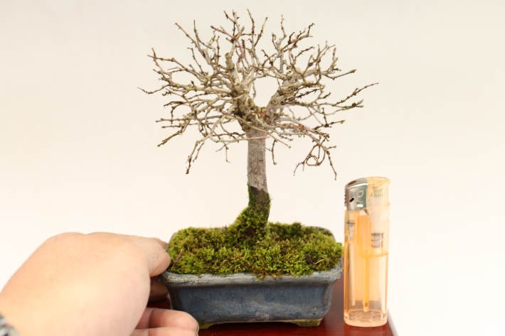 けやき A3029☆ケヤキ 欅 葉物 小品盆栽☆「送料無料」浦部陽向園