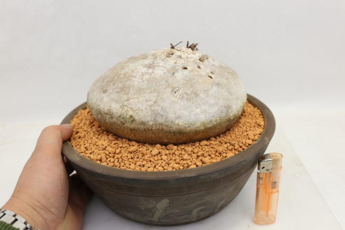 プロクンベンス 輸入球 A3563☆ラフィオナクメ 塊根植物 多肉植物