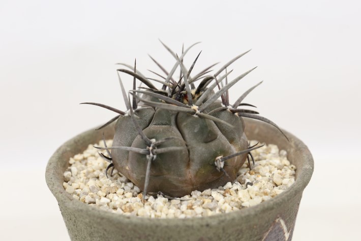 守金魔天竜 実生 A3706☆ギムノカリキウム サボテン☆「送料無料」浦部