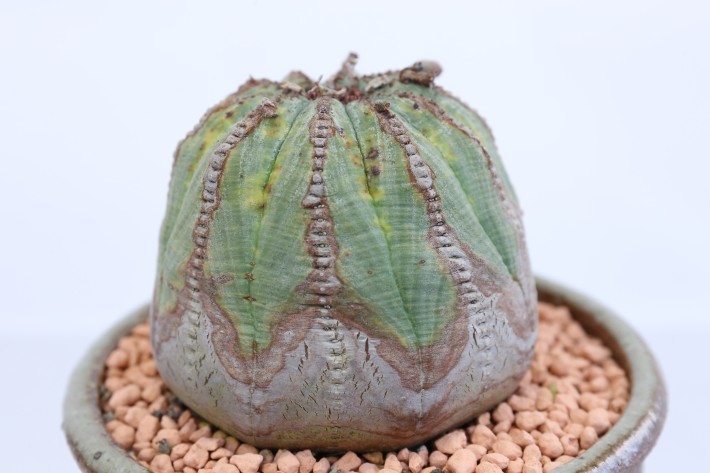 送料無料】オベサ（メス株） ユーフォルビア 実生 A3793｜多肉植物