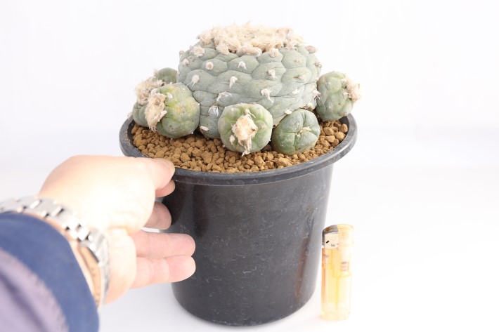 疣銀冠玉 実生 古株群生type A3676☆ロフォフォラ サボテン☆「送料