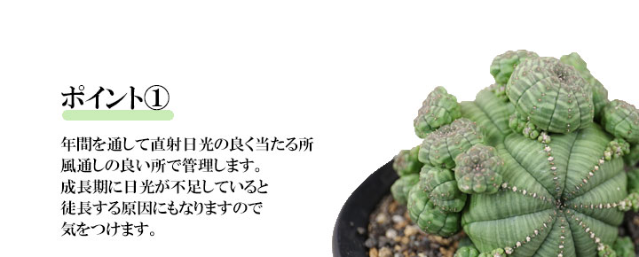 ユーフォルビア シンメトリカ