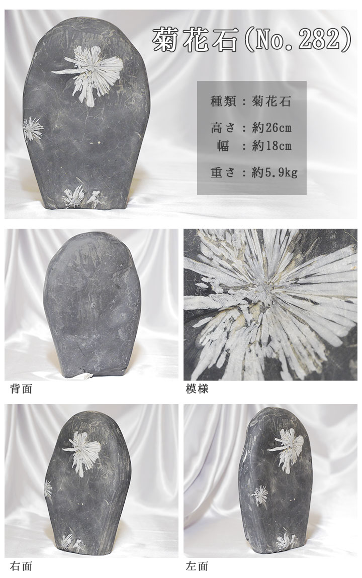 菊花石 No.282 【鑑賞用鉱石】高さ:約26cm 幅:約18cm 重さ:約5.9kg