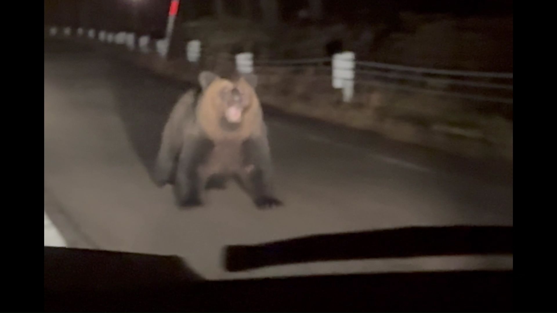 ヒグマ映像あり】「怖い怖い、襲われる！歯が…」一直線で向かってくる