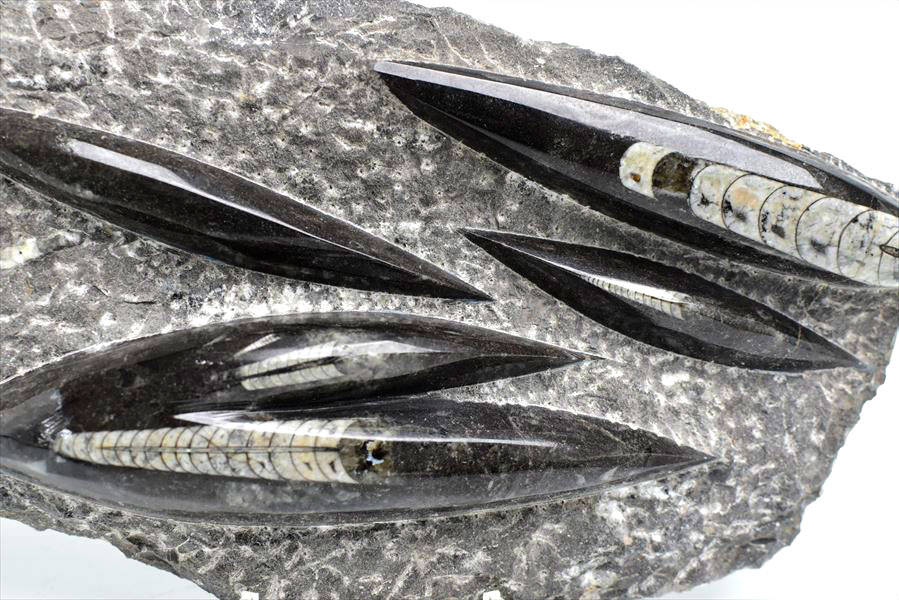 オルソセラス（直角貝/Orthoceras）化石プレート｜モロッコ産