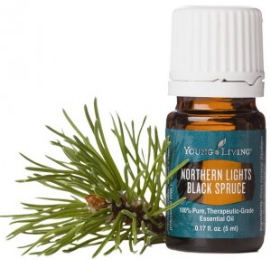 Northern Lights Black Spruce Essential Oil
