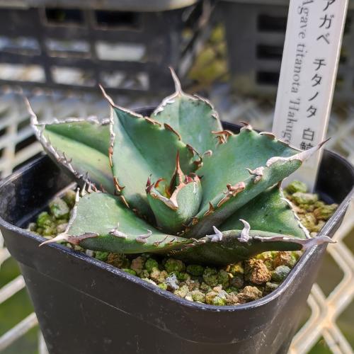 定番，格安 467上澳園芸 アガベ Agave チタノタ 白鯨錦 陰陽斑 縞 【龍園