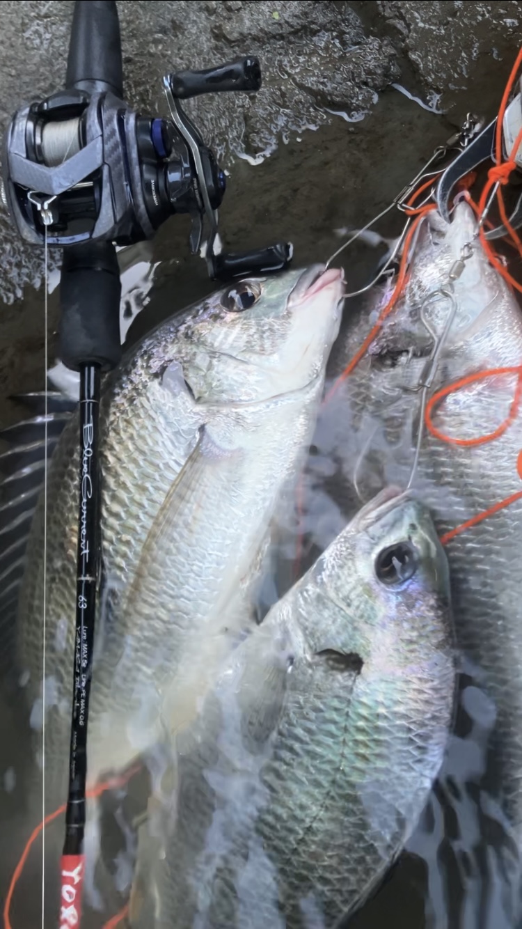静岡県浜名湖】ハゼ・クロダイ・シーバス BlueCurrent 63 Bait
