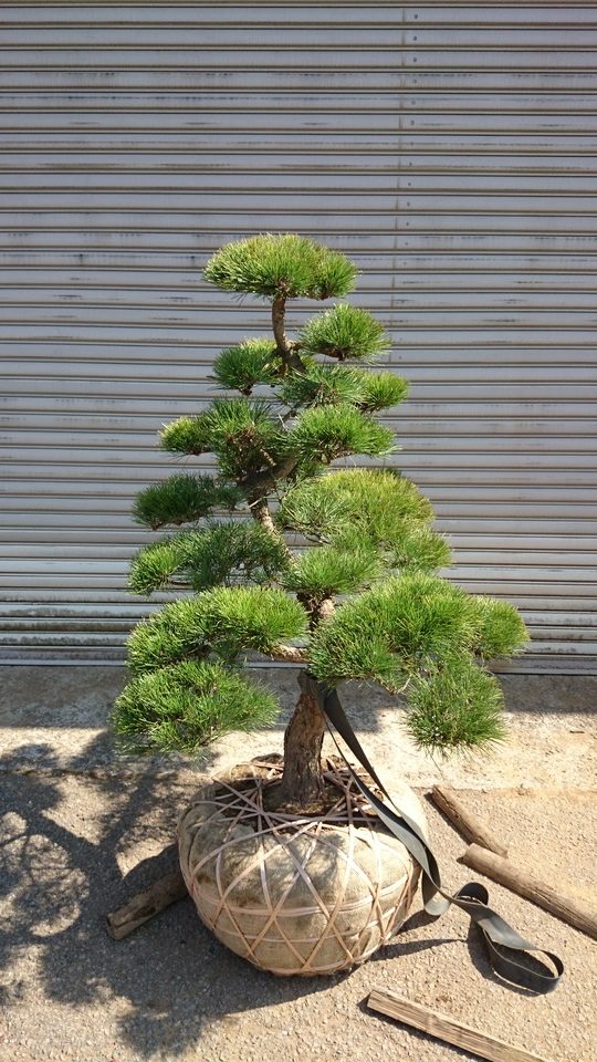 九州限定 黒松門かぶり 高さ2.5m 長さ3.5m 値下げしました 九州限定