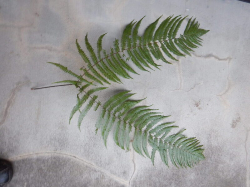 正月飾りに使われるウラジロ（裏白）、近縁種のコシダとの違い