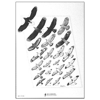 薮内正幸美術館ミュージアムショップ | ポスター「日本のワシタカ類」