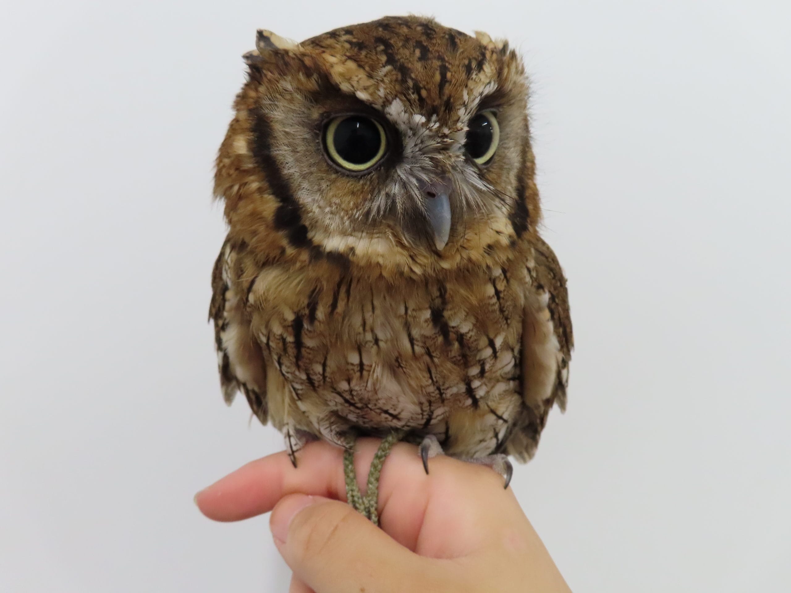 スピックスコノハズクの胃内異物 | 横浜エキゾチック動物病院 | 横浜市
