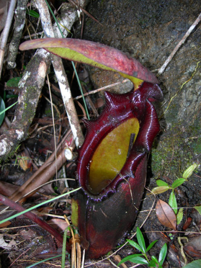 有名な食虫植物栽培家：おたく氏 - Y's Exotics(山田食虫植物農園)